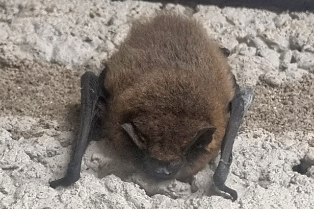 Gewone Dwergvleermuis